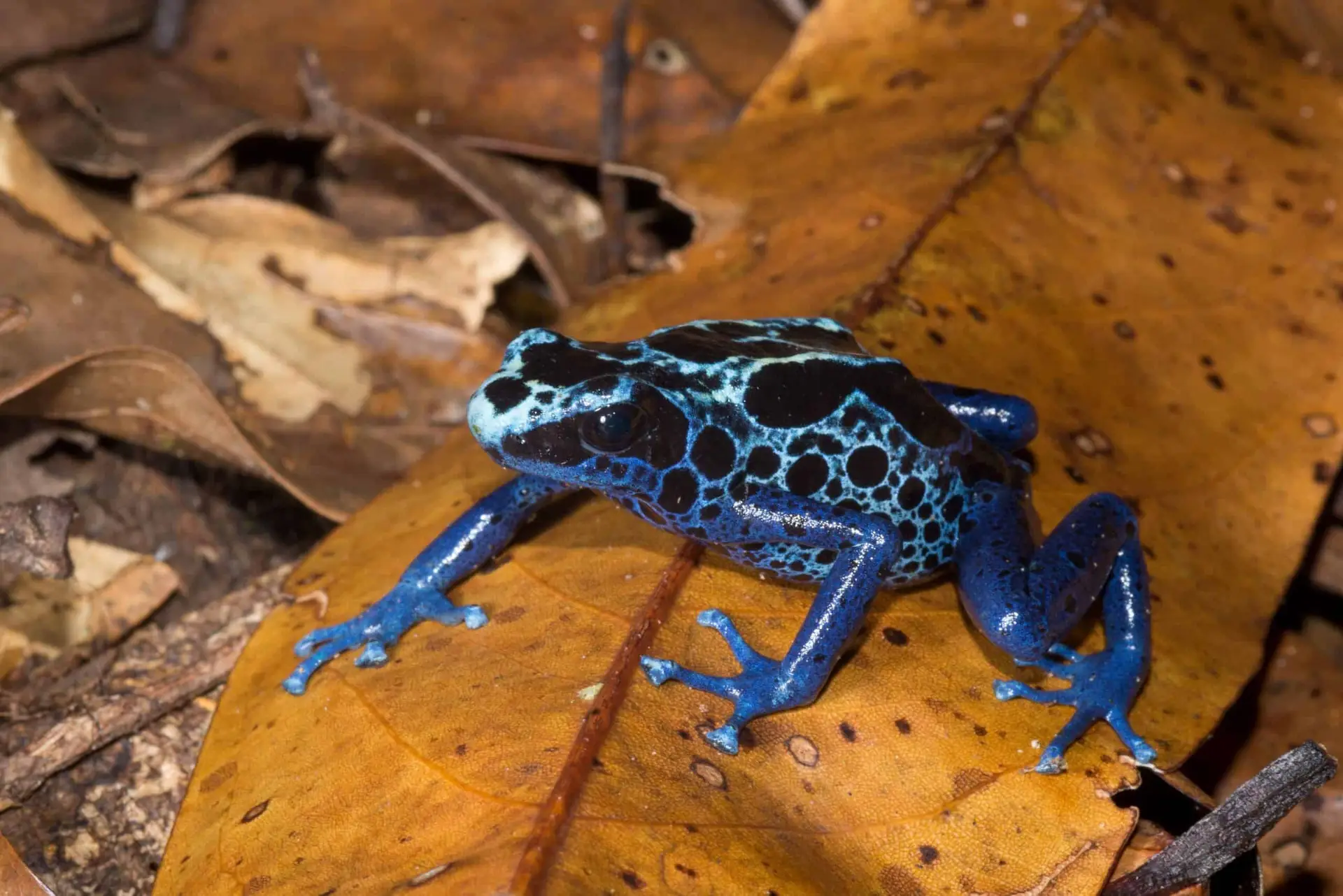 Dendrobates-tinctorius_sapo-flecha-2_comp-scaled.jpg